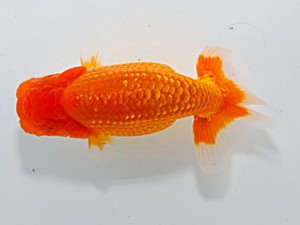 横浜観魚会 第十三位　森　正樹