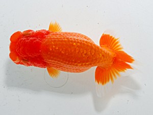 横浜観魚会 第十四位　安田正伯