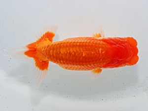 横浜観魚会 第十五位　廣田信哉