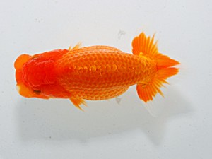 横浜観魚会 第十六位　藤川賢二