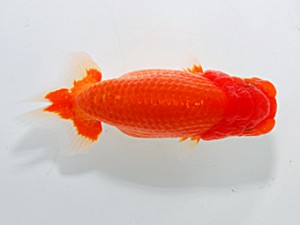 横浜観魚会 第二位　矢作雄一