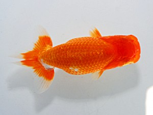 横浜観魚会 第四位　鳴海　満