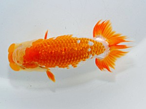 横浜観魚会 第五位　佐藤徳正