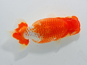 横浜観魚会 第八位　河瀬　登