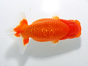 横浜観魚会 第九位　河瀬　登