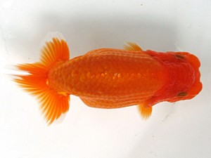 愛魚会　第1位　木村文夫