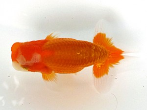 愛魚会　第2位　目黒康弘