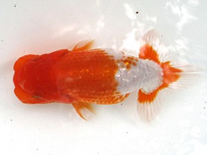 愛魚会　第3位　鳴海 満