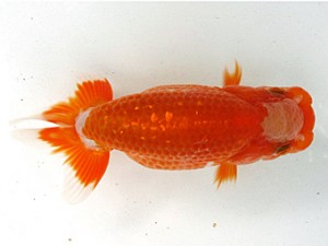 愛魚会　第4位　目黒康弘