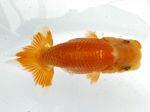 愛魚会　第5位　布川幸一郎