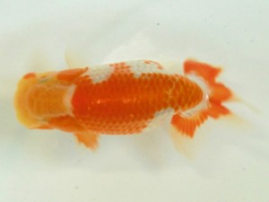 房総らんちう会　一席　大渕　功