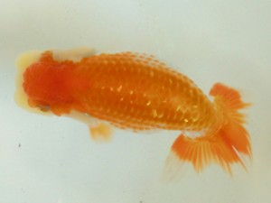 房総らんちう会　二席　能勢重徳