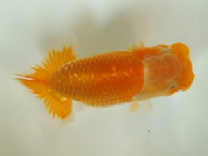 房総らんちう会　三席　宇田川勝久