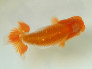 房総らんちう会　四席　君塚一博