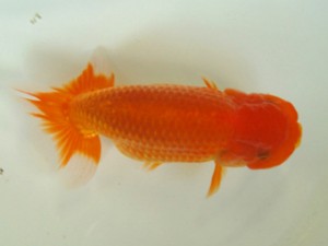 房総らんちう会　五席　鈴木靖夫