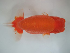 遠州錦養会　東大関　鎌田俊己（磐田市）