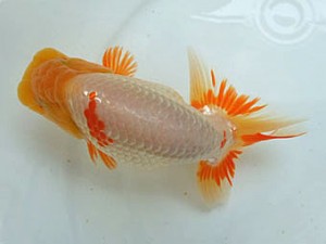 遠州錦養会　東大関　松田力三（浜松市）