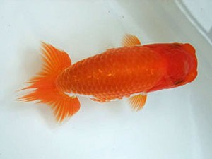 遠州錦養会　西大関　安藤　寛（浜松市）