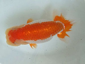 遠州錦養会　立行司　杉田正洋（磐田市）