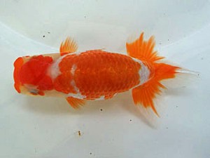 遠州錦養会　取締一　安藤　寛（浜松市）