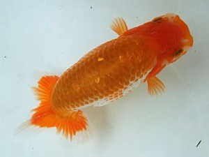 遠州錦養会　取締二　原　行男（浜松市）