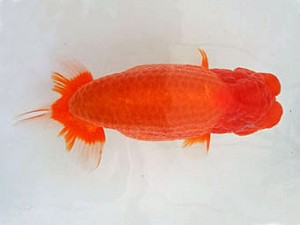 遠州錦養会　東大関　杉田正洋（磐田市）