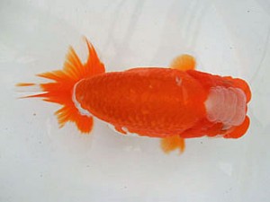 遠州錦養会　西大関　長田守正（裾野市）