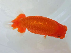 遠州錦養会　立行司　曽根　修（島田市）