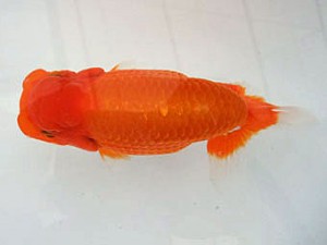 遠州錦養会　取締一　二橋敏郎（浜松市）