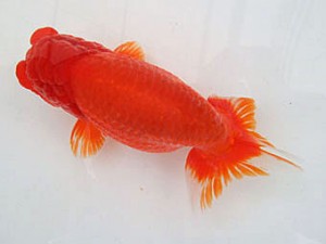 遠州錦養会　取締二　袴田源一（浜松市）