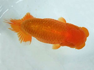 遠州錦養会　西大関　花島利明（磐田市）