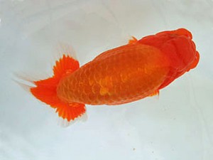 遠州錦養会　立行司　鎌田俊己（磐田市）