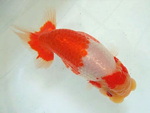 遠州錦養会　取締一　杉田正洋（磐田市）