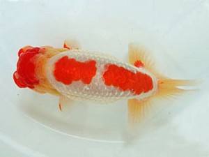 遠州錦養会　取締二　田島　貢（田方郡）