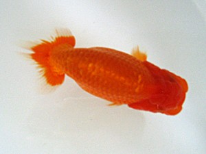 蒲郡錦友会　日高文男　西尾