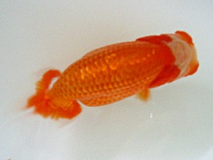 蒲郡錦友会　西大関　杉浦久敏　豊橋