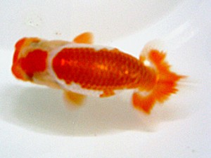 蒲郡錦友会　立行司　壁谷　勇　蒲郡