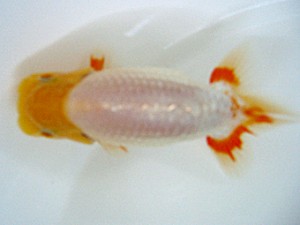 蒲郡錦友会　取締二　江口弘旨　安城