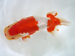 蒲郡錦友会　東大関　岡田幾三　一色