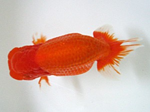 蒲郡錦友会　西大関　橋本　満　岐阜