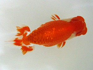 蒲郡錦友会　立行司　田中二郎　岡崎