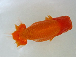 蒲郡錦友会　取締一　鷲津寿典　一宮