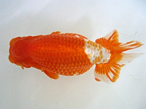 蒲郡錦友会　取締二　南　信一郎　知多