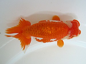 蒲郡錦友会　西大関　福井利夫　豊橋