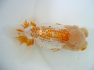 蒲郡錦友会　立行司　白川義則　蒲郡