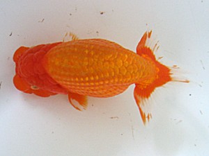 蒲郡錦友会　取締一　成田弘三　知立