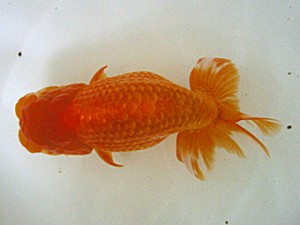 蒲郡錦友会　取締二　杉浦博治　安城