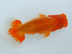 広島錦鱗会　玉川員治