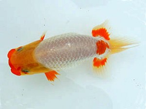 広島錦鱗会　西大関　森田智洋