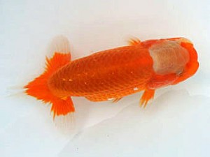 広島錦鱗会　立行司　山崎康義